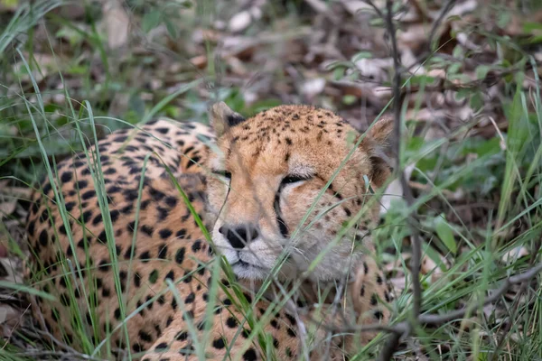 Cheetah Família Gatos Descansando Grama Savana Imire Rhino Wildlife Conservancy — Fotografia de Stock