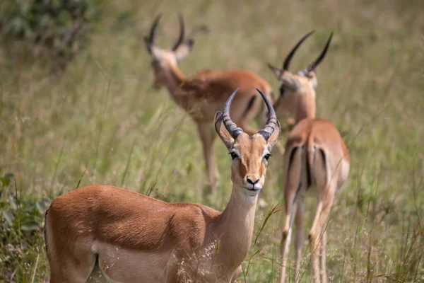 Impala Vagy Rooibok Aepyceros Melampus Közepes Méretű Antilop Nyugszik Savannah — Stock Fotó