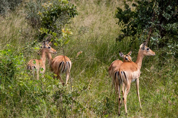 Impala Rooibok Aepyceros Melampus Medium Sized Antelope Resting Savannah Grass — Stock Photo, Image