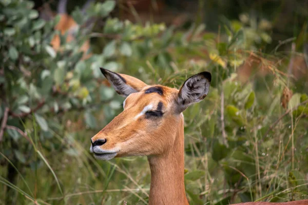 Impala Rooibok Aepyceros Melampus Antílope Tamanho Médio Descansando Grama Savana — Fotografia de Stock