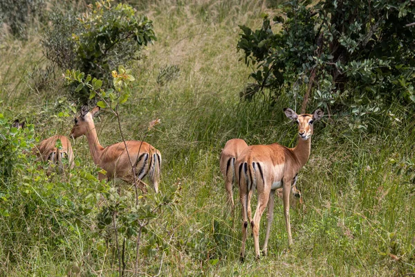 Impala Rooibok Aepyceros Melampus Antilope Medie Dimensioni Che Riposa Nell — Foto Stock