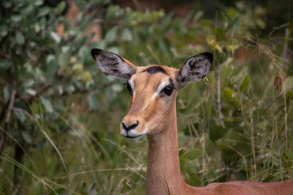 Impala Rooibok Aepyceros Melampus Antilope Taille Moyenne Reposant Dans Herbe — Photo