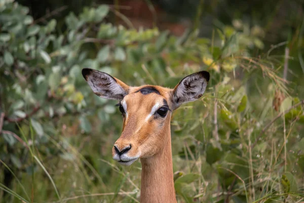 Der Impala Oder Rooibok Aepyceros Melampus Eine Mittelgroße Antilope Die — Stockfoto
