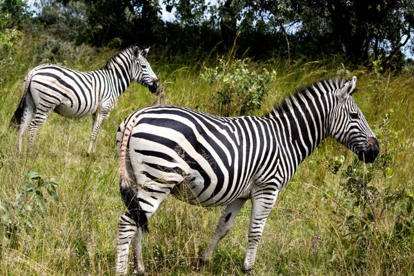 Zebra Seinem Natürlichen Lebensraum Imire Rhino Wildlife Conservancy Simbabwe Afrika — Stockfoto