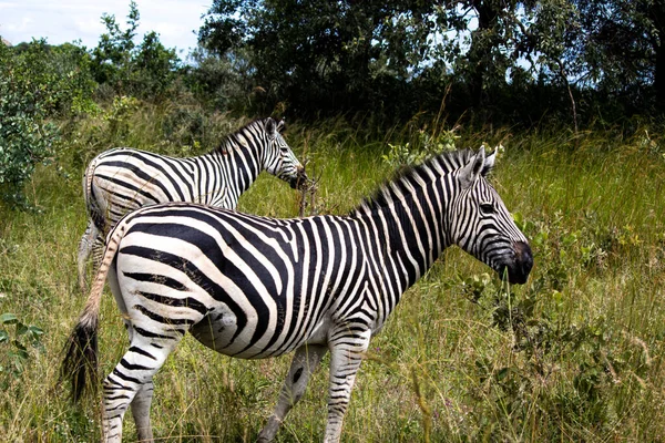 stock image Zebra in her natural habitat in Imire Rhino and Wildlife Conservancy, Zimbabwe, Africa