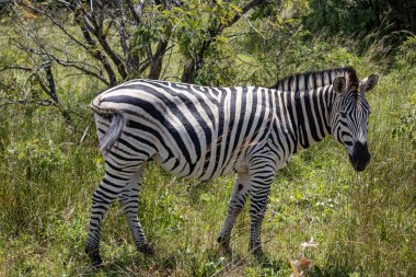 Zebra, Imire Rhino 'daki doğal ortamında ve Vahşi Yaşam Koruma Alanında, Zimbabve, Afrika