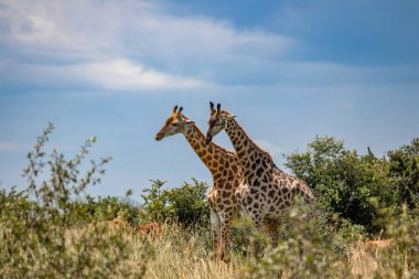 Savanada, Imire Rhino & Wildlife Conservancy Ulusal Parkı, Zimbabwe 'de hayvan çiftleşme oyununda birkaç zürafa.