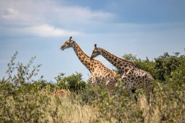 Savanada, Imire Rhino & Wildlife Conservancy Ulusal Parkı, Zimbabwe 'de hayvan çiftleşme oyununda birkaç zürafa.
