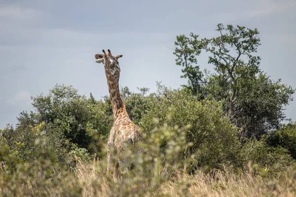 Pár Žiraf Páření Zvířat Zvěře Savaně Imire Rhino Wildlife Conservancy — Stock fotografie