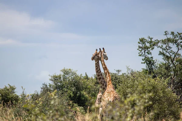 Quelques Girafes Dans Jeu Accouplement Des Animaux Savane Dans Parc — Photo