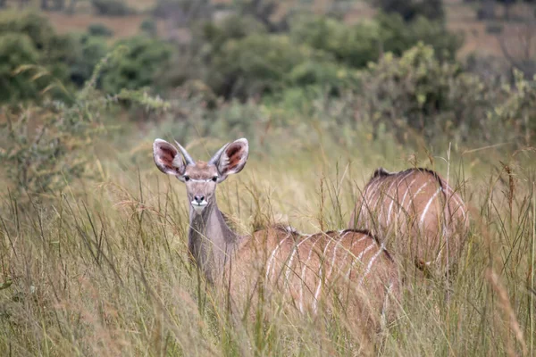 Dicsőség Egy Fenséges Antilop Magasan Áll Bokrok Között Elegáns Spirális — Stock Fotó