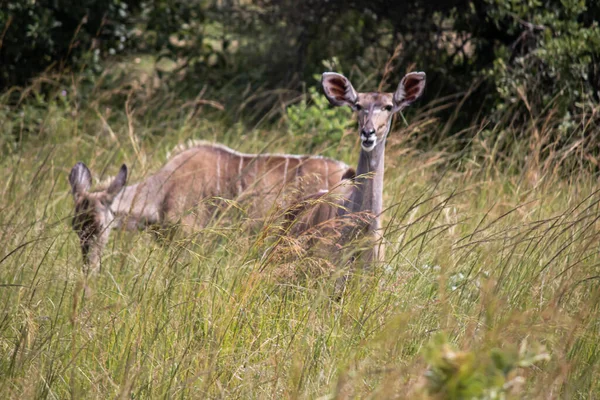 Kudu Antílope Majestoso Está Alto Meio Arbusto Seus Chifres Espirais — Fotografia de Stock