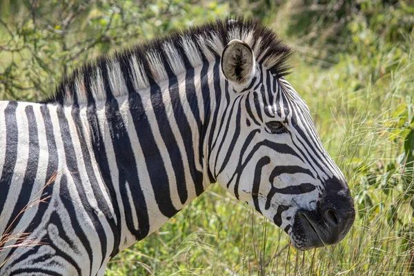 stock image Zebra in her natural habitat in Imire Rhino and Wildlife Conservancy, Zimbabwe, Africa