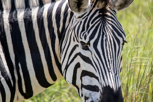 stock image Zebra in her natural habitat in Imire Rhino and Wildlife Conservancy, Zimbabwe, Africa