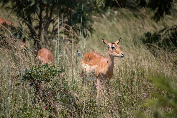 Impala Rooibok Aepyceros Melampus Antilope Medie Dimensioni Che Riposa Nell — Foto Stock
