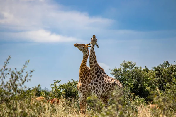 Coppia Giraffe Selvaggina Accoppiamento Animale Savana Nel Parco Nazionale Imire — Foto Stock