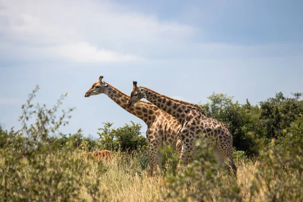 Paar Giraffen Dierenparingsspel Savanne Imire Rhino Wildlife Conservancy National Park — Stockfoto
