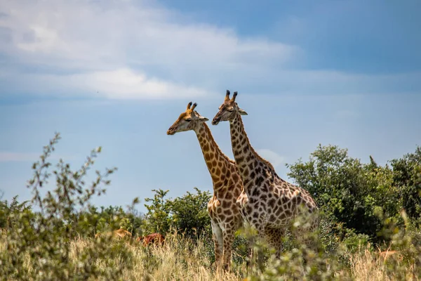 Quelques Girafes Dans Jeu Accouplement Des Animaux Savane Dans Parc — Photo