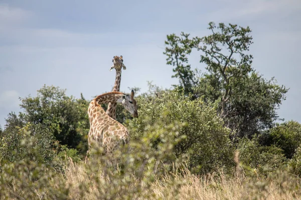 Пара Жирафов Игре Спаривания Животных Саванне Национальном Парке Охраны Дикой — стоковое фото