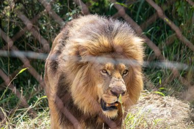 Savanda güçlü bir aslan, Imire Ulusal Koruma Parkı 'nda alfa erkek, Zimbabwe