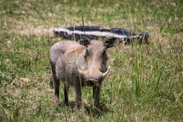 Warthog Porco Selvagem Africano Savana África Parque Nacional Para Preservação — Fotografia de Stock