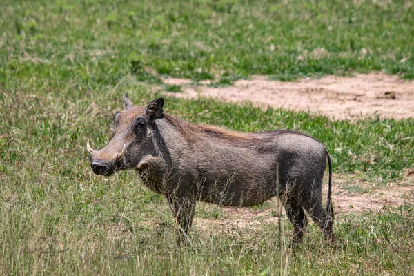 Warzenschwein Afrikanisches Wildschwein Der Savanne Afrika Nationalpark Zum Tierschutz — Stockfoto