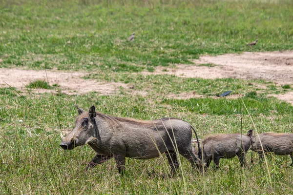 Warthog Αφρικανικό Άγριο Χοίρο Στη Σαβάνα Της Αφρικής Εθνικό Πάρκο — Φωτογραφία Αρχείου