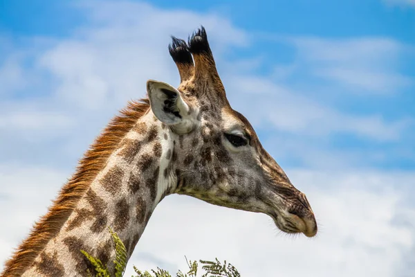 Osamělá Žirafa Savaně Její Přírodní Stanoviště Imire Rhino Wildlife Conservancy — Stock fotografie