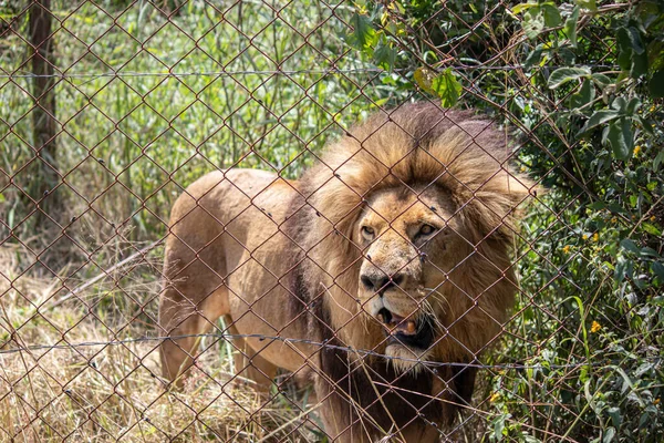 Savanda güçlü bir aslan, Imire Ulusal Koruma Parkı 'nda alfa erkek, Zimbabwe