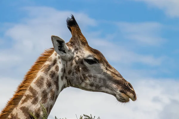 Girafa Solitária Savana Seu Habitat Natural Imire Rhino Wildlife Conservancy — Fotografia de Stock