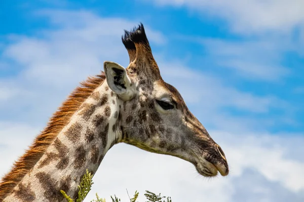 Girafe Solitaire Dans Savane Son Habitat Naturel Dans Parc National — Photo