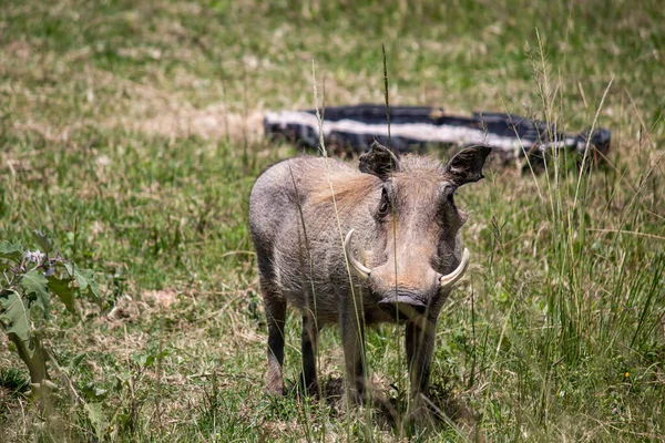 Warzenschwein Afrikanisches Wildschwein Der Savanne Afrika Nationalpark Zum Tierschutz — Stockfoto