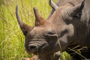 Beyaz Gergedan veya kare dudaklı gergedan (Ceratotherium simum) Imire Rhino & Vahşi Yaşam Koruma Alanı, Zimbabwe