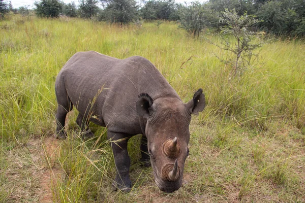 White Rhino Square Lipped Rhinoceros Ceratotherium Simum Imire Rhino Wildlife — Stock Photo, Image