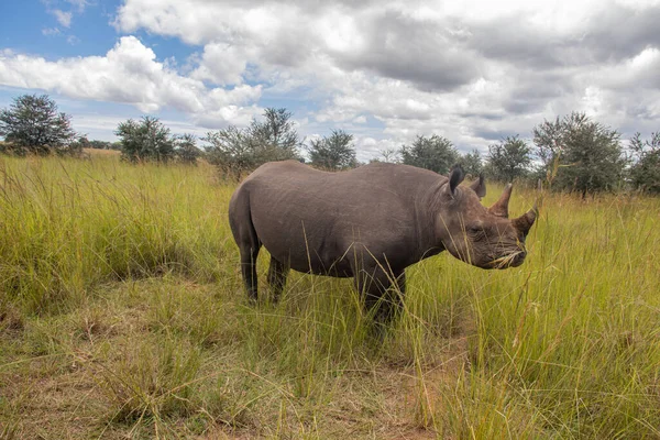 Nosorożec Biały Ceratotherium Simum Lub Nosorożec Kwadratowych Wargach Imire Rhino — Zdjęcie stockowe