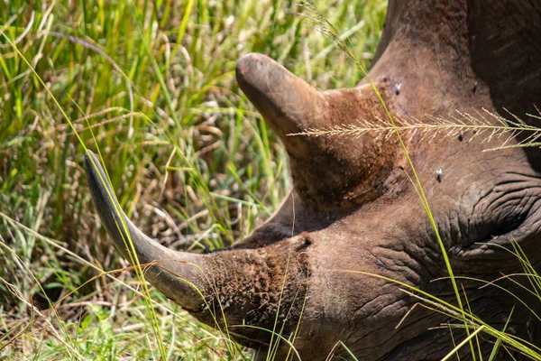 Vue Rapprochée Rhinocéros Blanc Rhinocéros Lèvres Carrées Ceratotherium Simum Imire — Photo