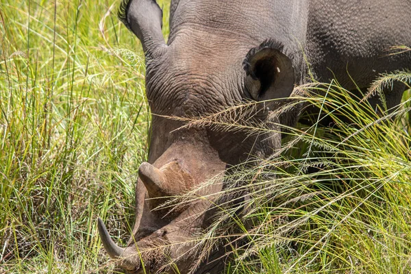 Rhinocéros Blanc Rhinocéros Lèvres Carrées Ceratotherium Simum Imire Rhino Wildlife — Photo