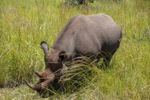 stock image White Rhino or square-lipped rhinoceros (Ceratotherium simum) in Imire Rhino & Wildlife Conservancy, Zimbabwe