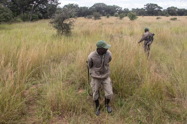 在津巴布韦伊米尔犀牛和野生动物保护区动物保护公园持枪的游骑兵 — 图库照片