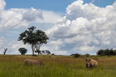 Beyaz Gergedan veya kare dudaklı gergedan (Ceratotherium simum) Imire Rhino & Vahşi Yaşam Koruma Alanı, Zimbabwe