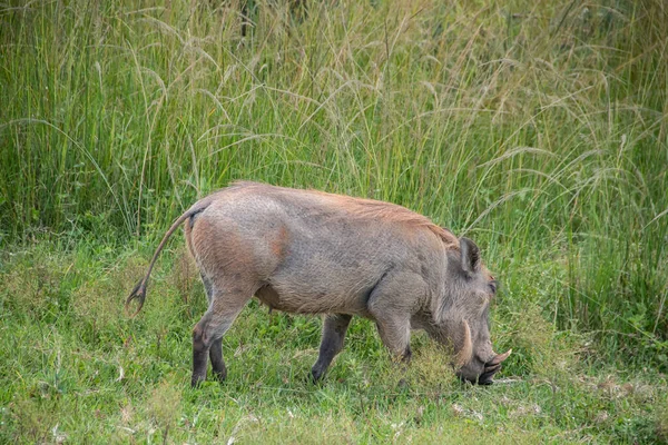 Guthog Afrykańska Dzika Świnia Sawannie Afryce Parku Narodowym Dla Ochrony — Zdjęcie stockowe