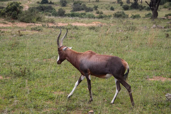 Blesbok或Blesbuck Damaliscus Pygargus Phillipsi 是在津巴布韦伊米尔国家公园的萨凡纳拍摄的南部非洲特有的羚羊的亚种 — 图库照片