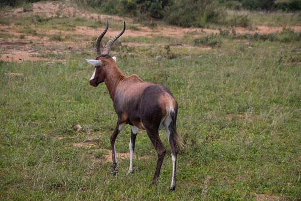 Blesbok Blesbuck Damaliscus Pygargus Phillipsi Subspecies Bontebok Antelope Endemic Southern — Stock Photo, Image