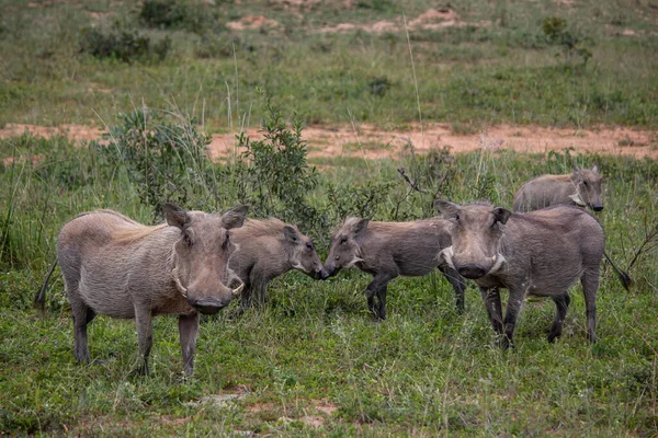 Warthog Porco Selvagem Africano Savana África Parque Nacional Para Preservação — Fotografia de Stock