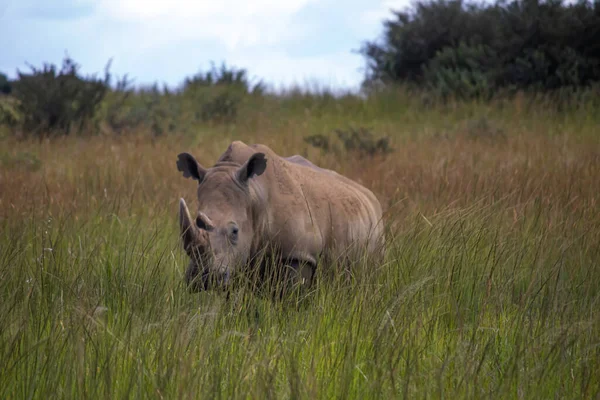 Samotny Biały Rhino Lub Nosorożec Kwadratowych Wargach Ceratotherium Simum Trawiący — Zdjęcie stockowe