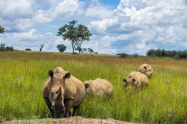 高い草から近づく白いRhinoまたは正方形の唇形のサイ Cerattherium Simum ジンバブエのImire Rhino Wildlife Conservancy ジンバブエ — ストック写真