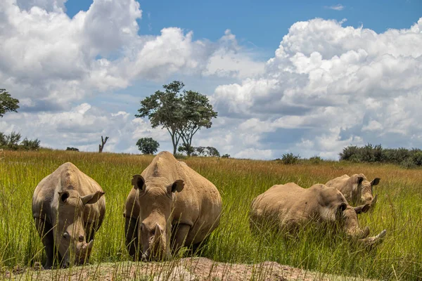 Nosorożec Biały Ceratotherium Simum Lub Nosorożec Kwadratowych Wargach Imire Rhino — Zdjęcie stockowe