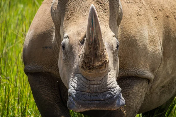 Bliskie Ujęcie Głowy Białego Rhino Lub Nosorożca Kwadratowych Wargach Ceratotherium — Zdjęcie stockowe