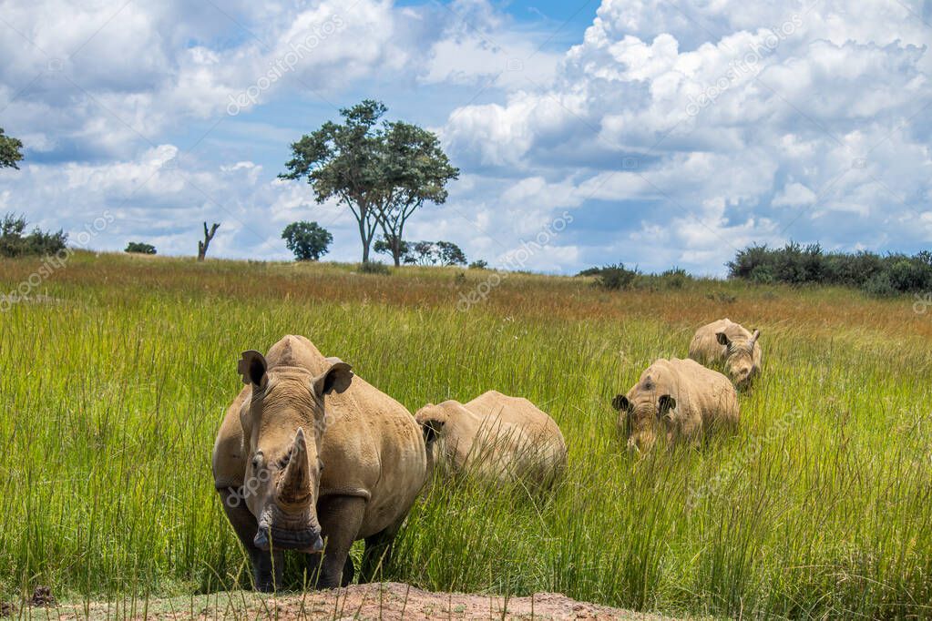 Rinoceronte Blanco O Rinoceronte De Labio Cuadrado Ceratotherium Simum