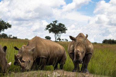 Beyaz Gergedan veya kare dudaklı gergedan (Ceratotherium simum) Imire Rhino & Vahşi Yaşam Koruma Alanı, Zimbabwe